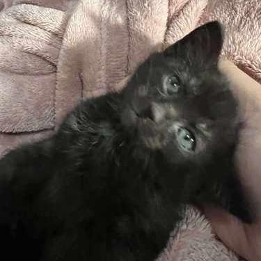 Enlarge Sour Patch, a Adoptable mixed breed in Jasper, IN image 2/3