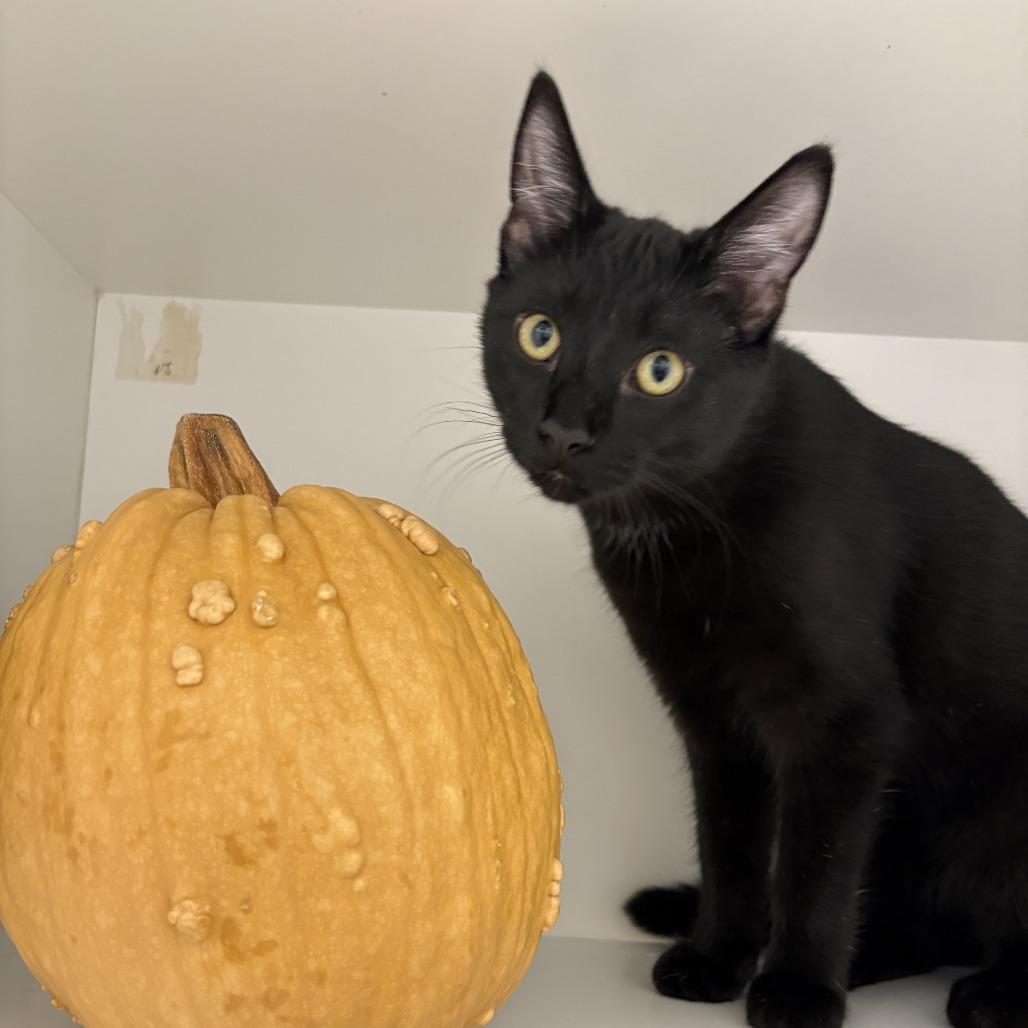 Enlarge Sour Patch, a Adoptable mixed breed in Jasper, IN image 3/3