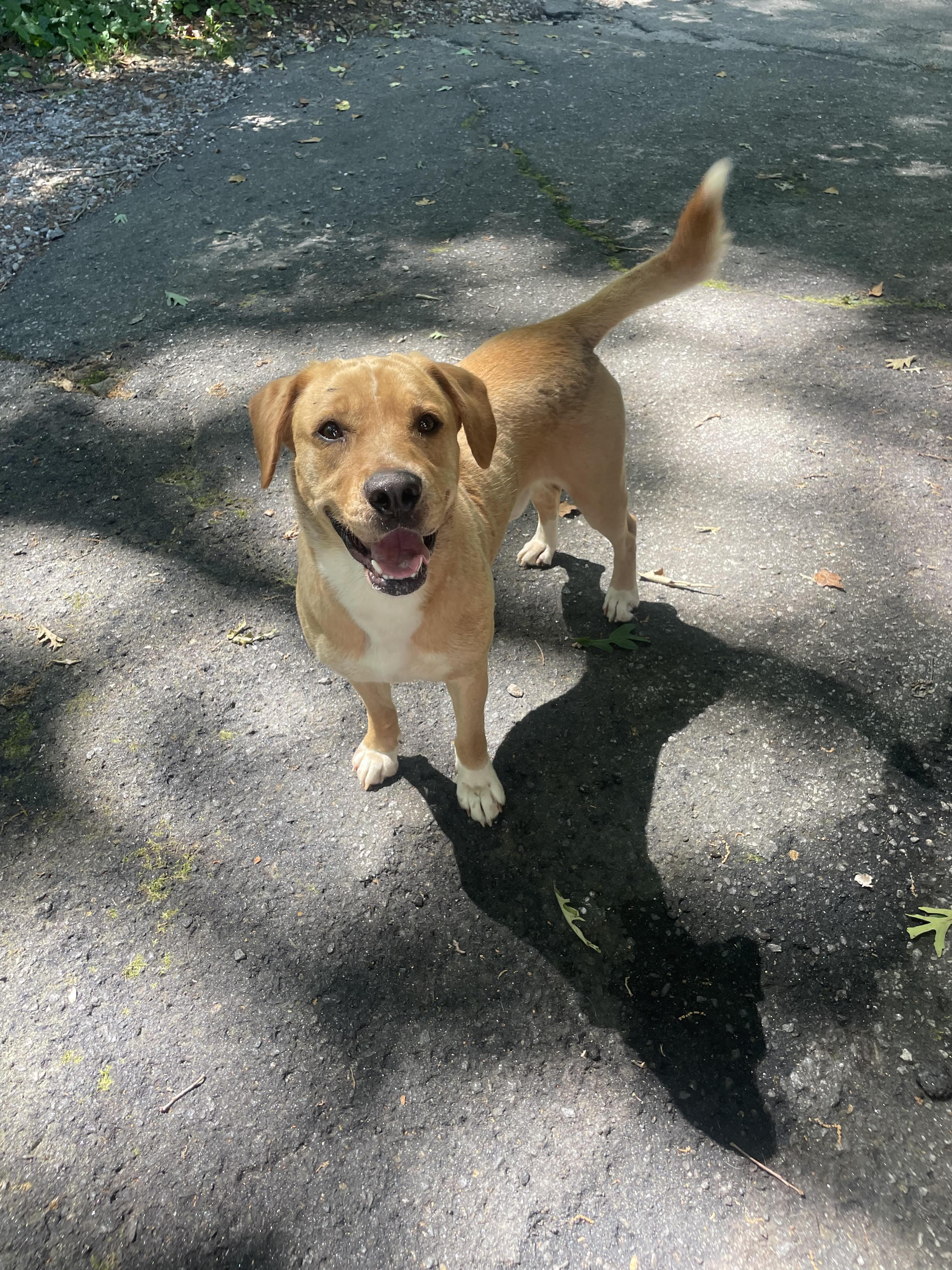 Enlarge Lambo, a Adoptable mixed breed in Cumming, GA image 2/6