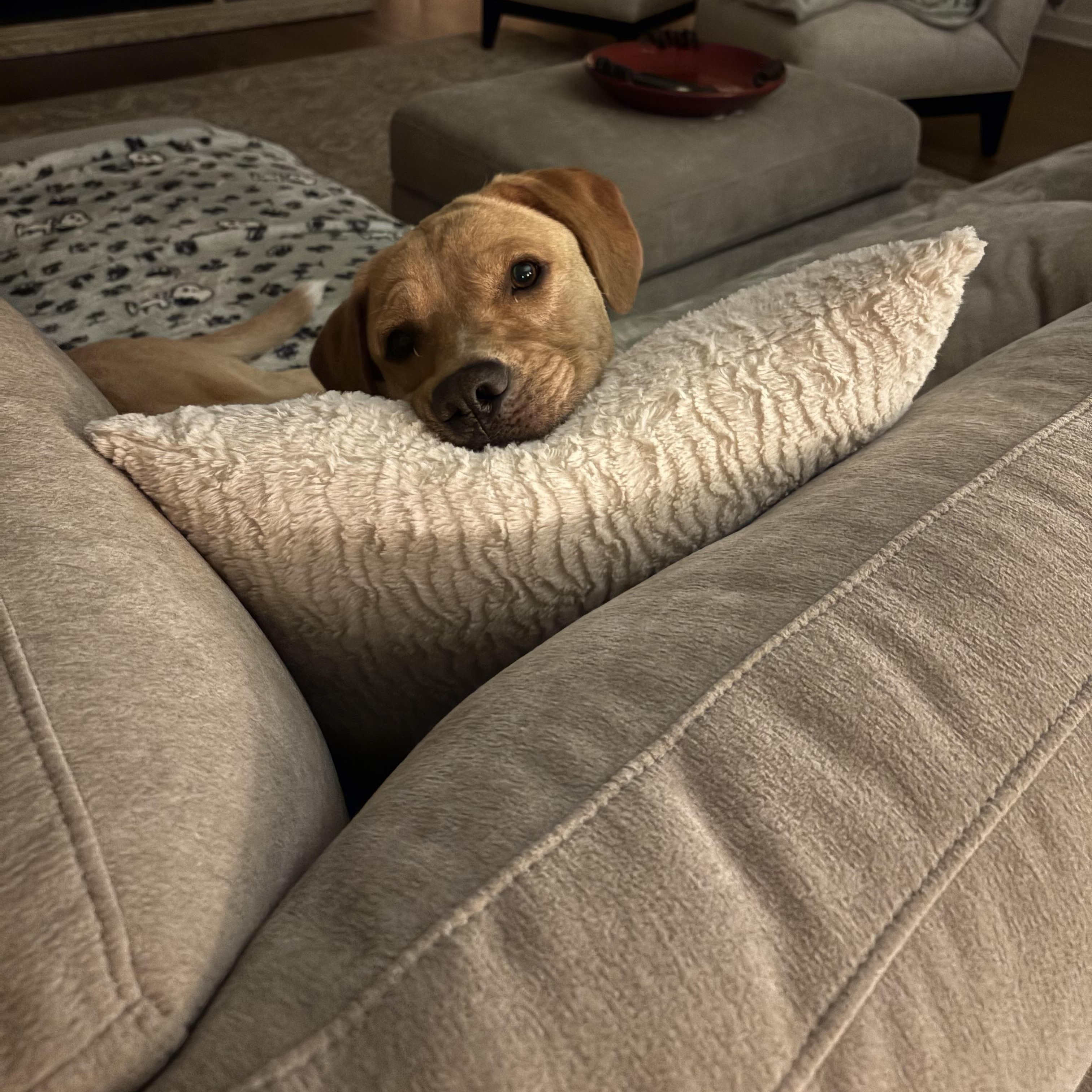 Enlarge Lambo, a Adoptable mixed breed in Cumming, GA image 6/6