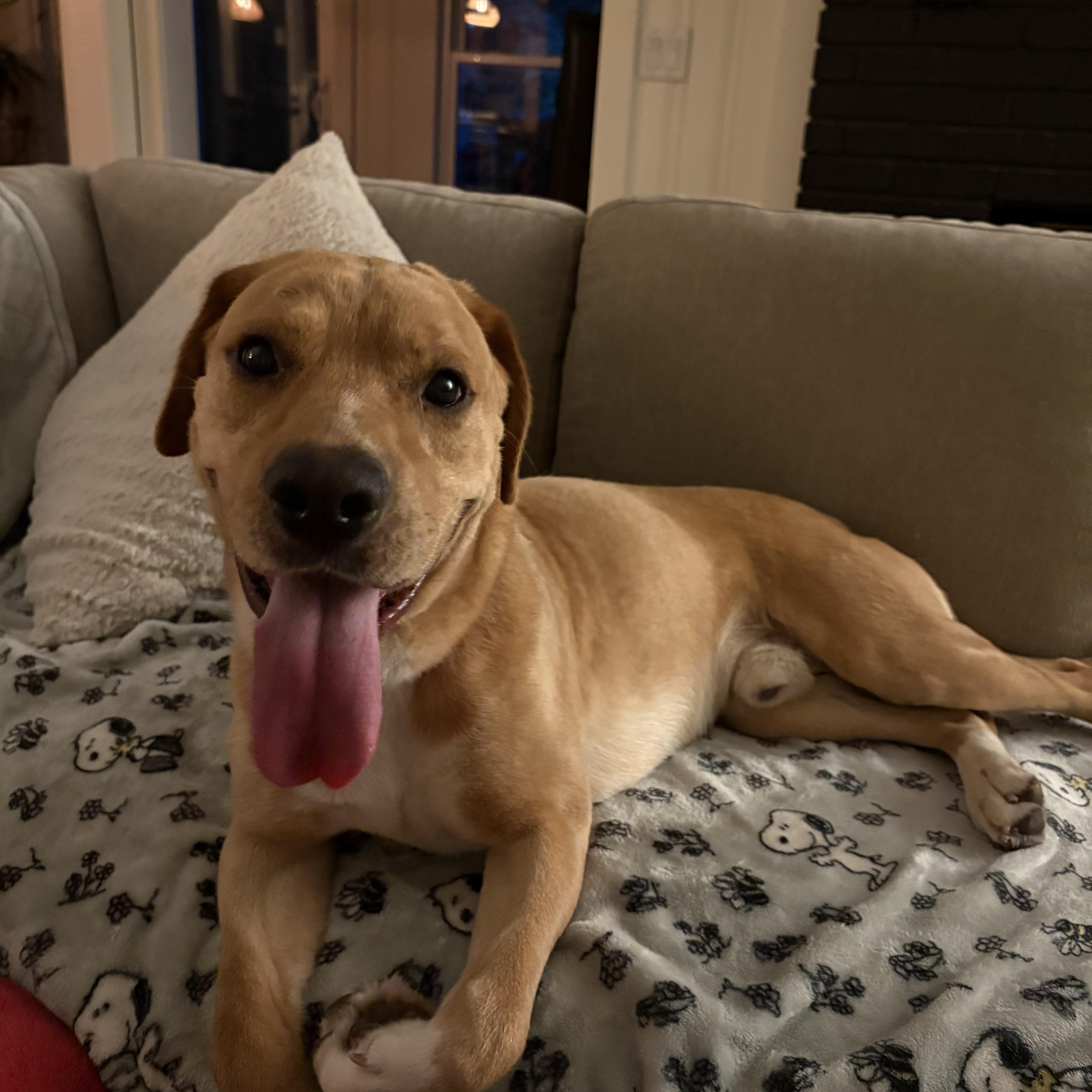 Enlarge Lambo, a Adoptable mixed breed in Cumming, GA image 6/6