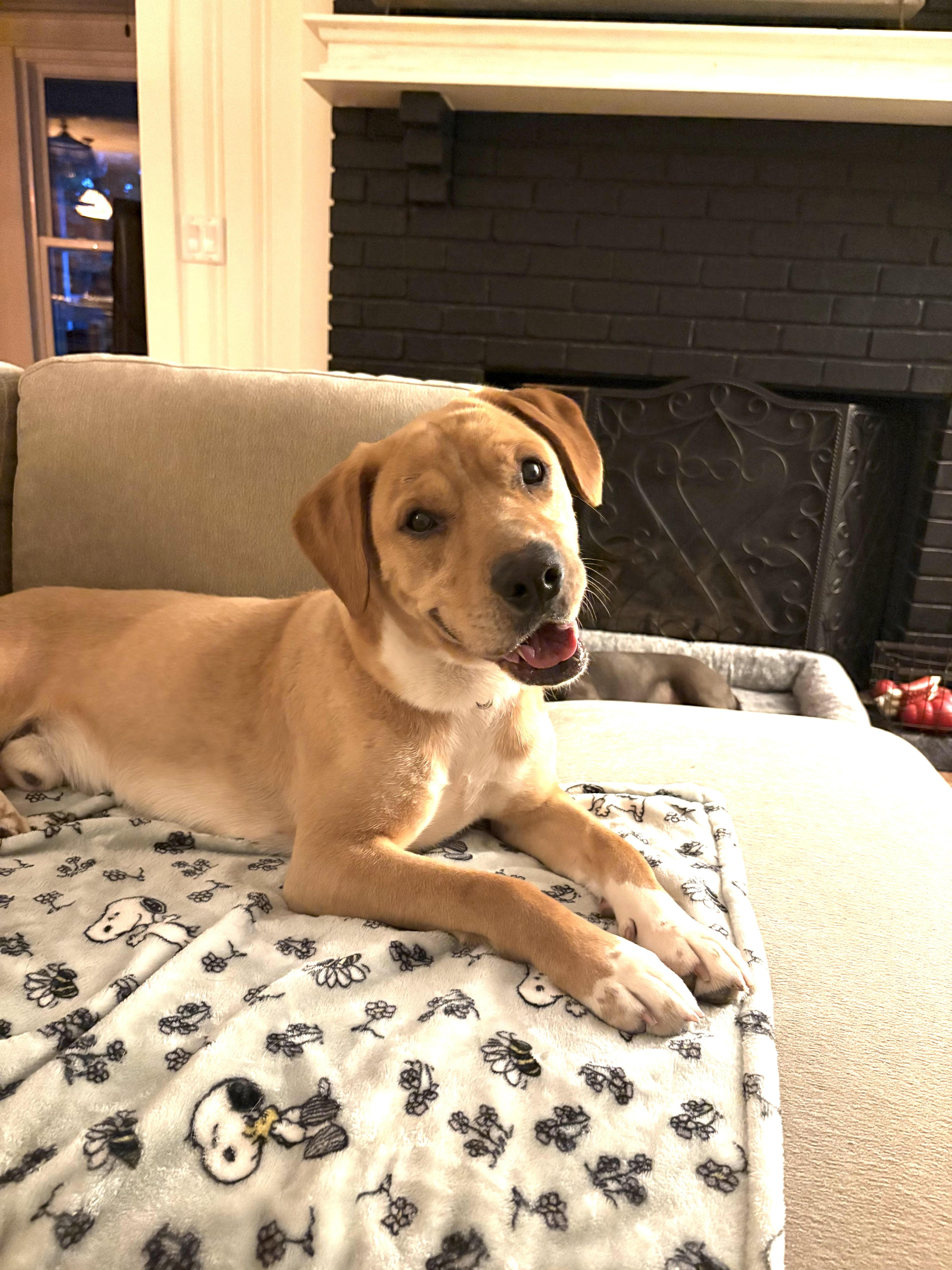 Enlarge Lambo, a Adoptable mixed breed in Cumming, GA image 5/6