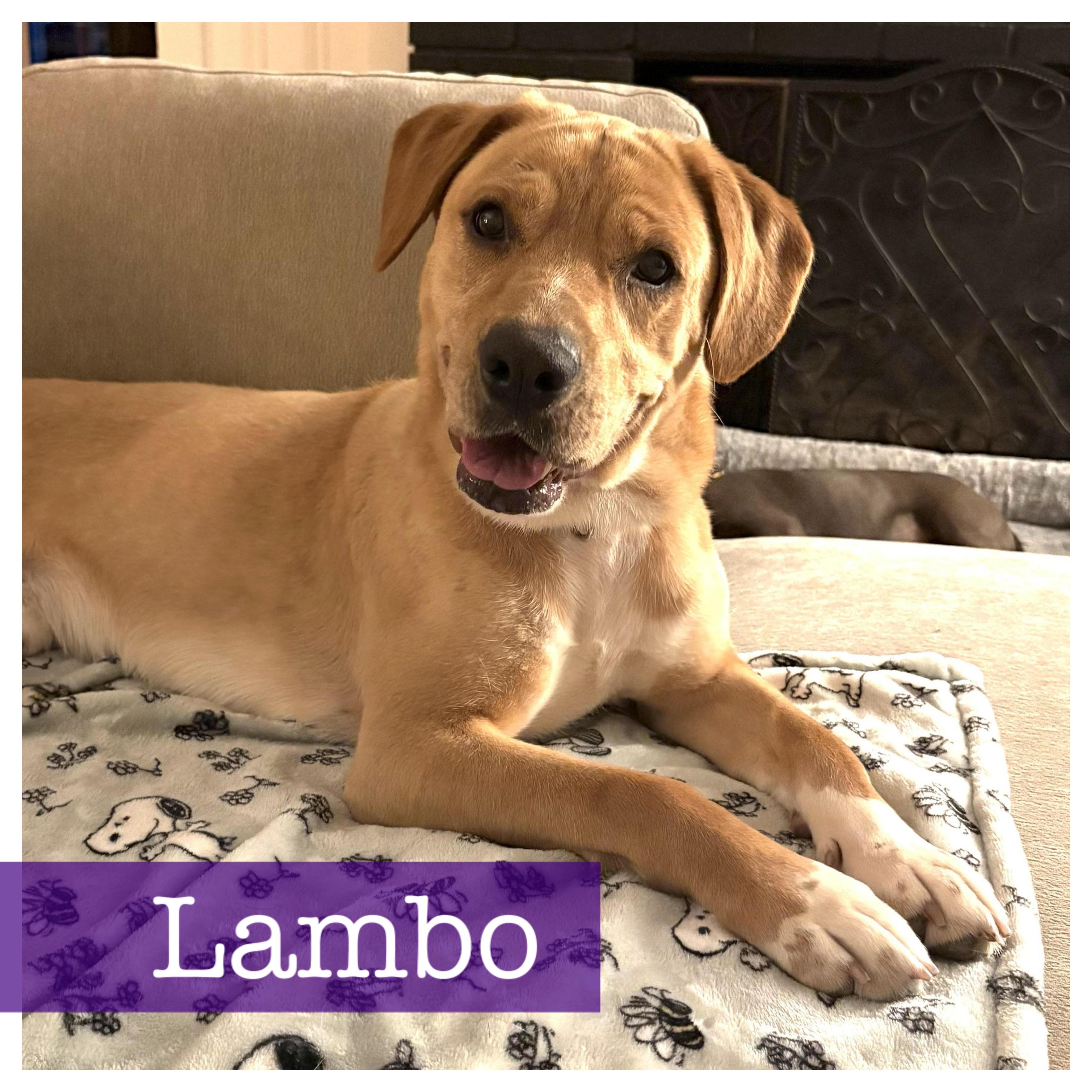 Lambo, Adoptable, Young Male Yellow Labrador Retriever.