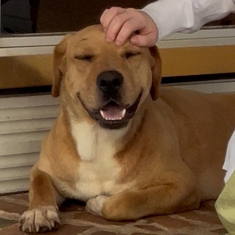 Enlarge Lambo, a Adoptable mixed breed in Cumming, GA image 4/6
