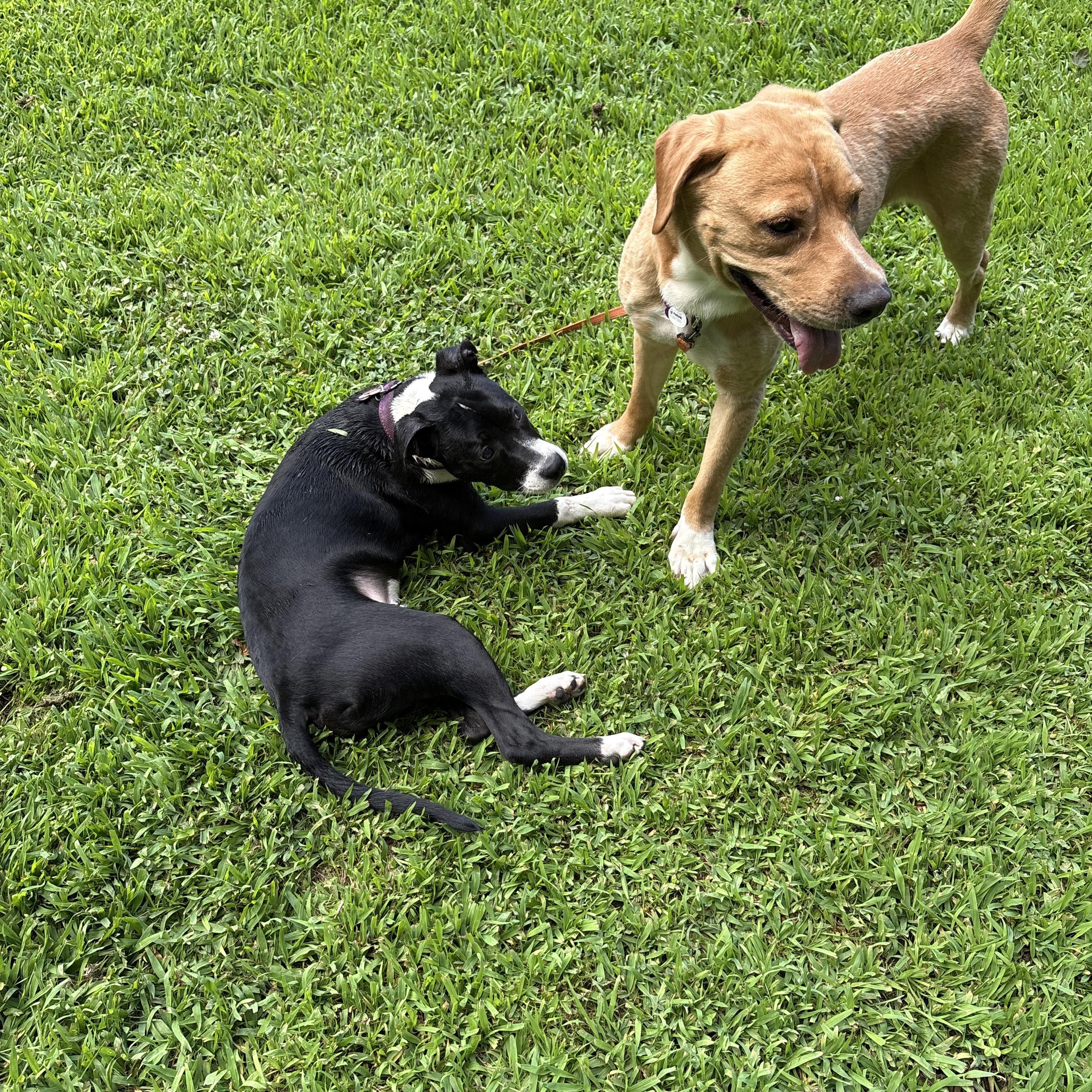 Lambo, a Adoptable mixed breed in Cumming, GA image 6/6