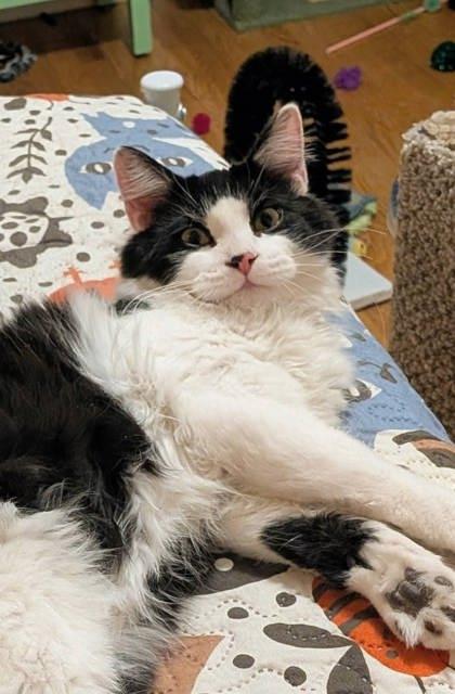 Barnum, Adoptable, Kitten Male Domestic Short Hair & Domestic Short Hair.