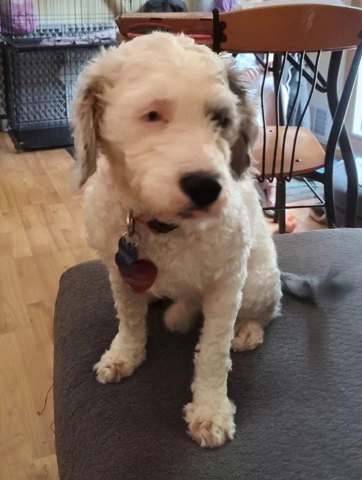 Zayden, Adoptable, Young Male Australian Shepherd & Poodle.