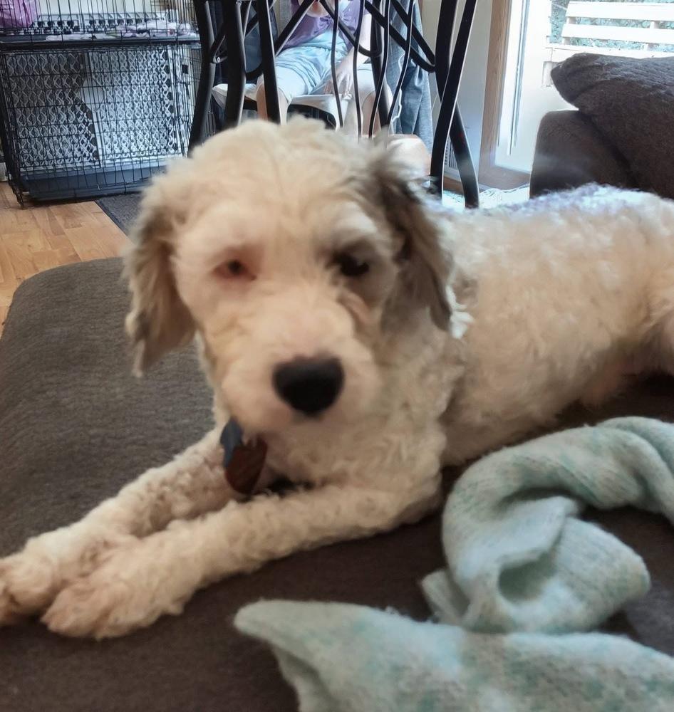 Enlarge Zayden, a Adoptable mixed breed in Grove City, OH image 2/3