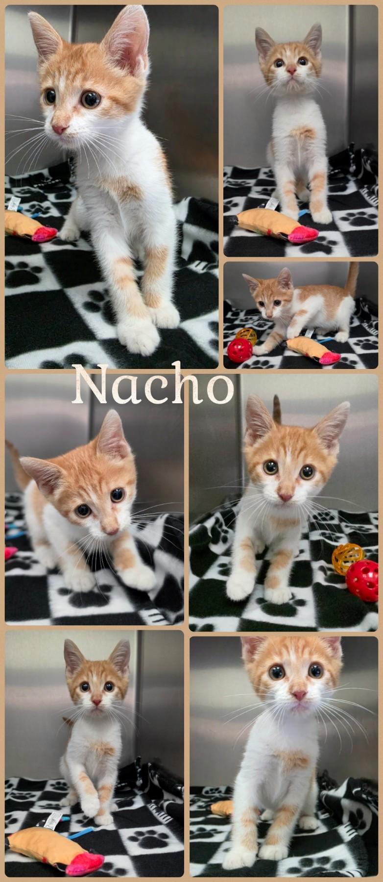 Nacho, Adopted, Kitten Male Domestic Short Hair.