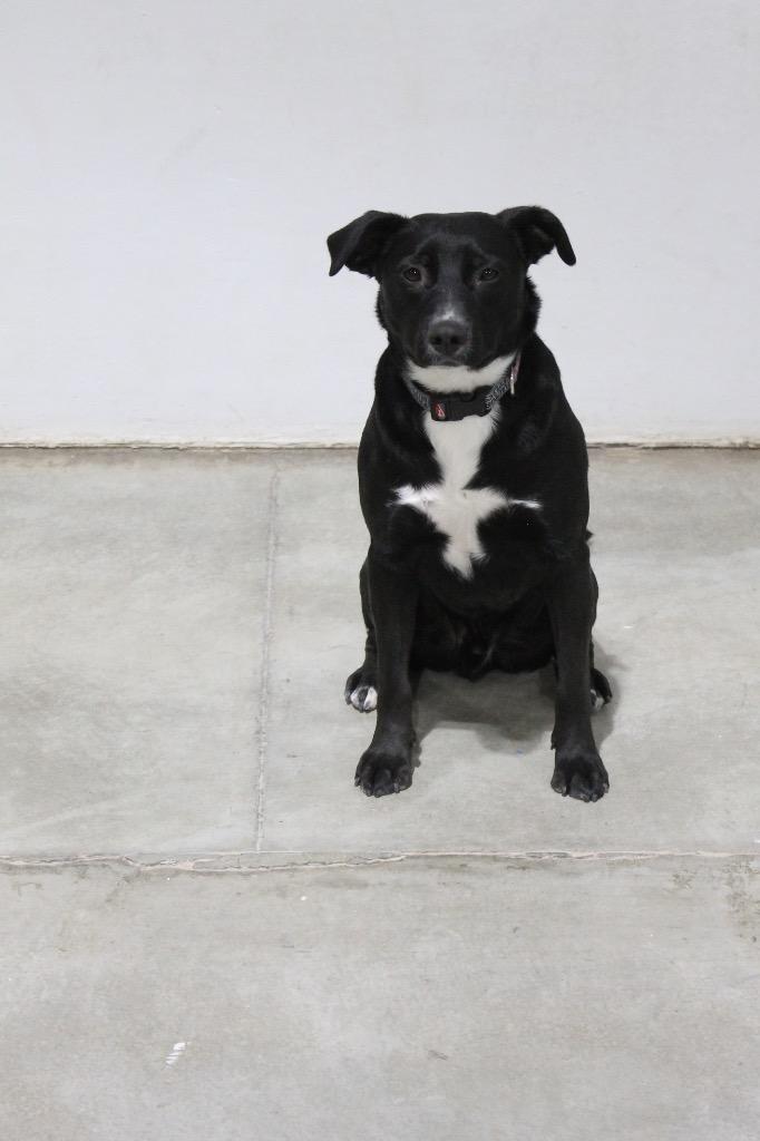 Enlarge Jack, a Adoptable mixed breed in Tucumcari, NM image 1/1