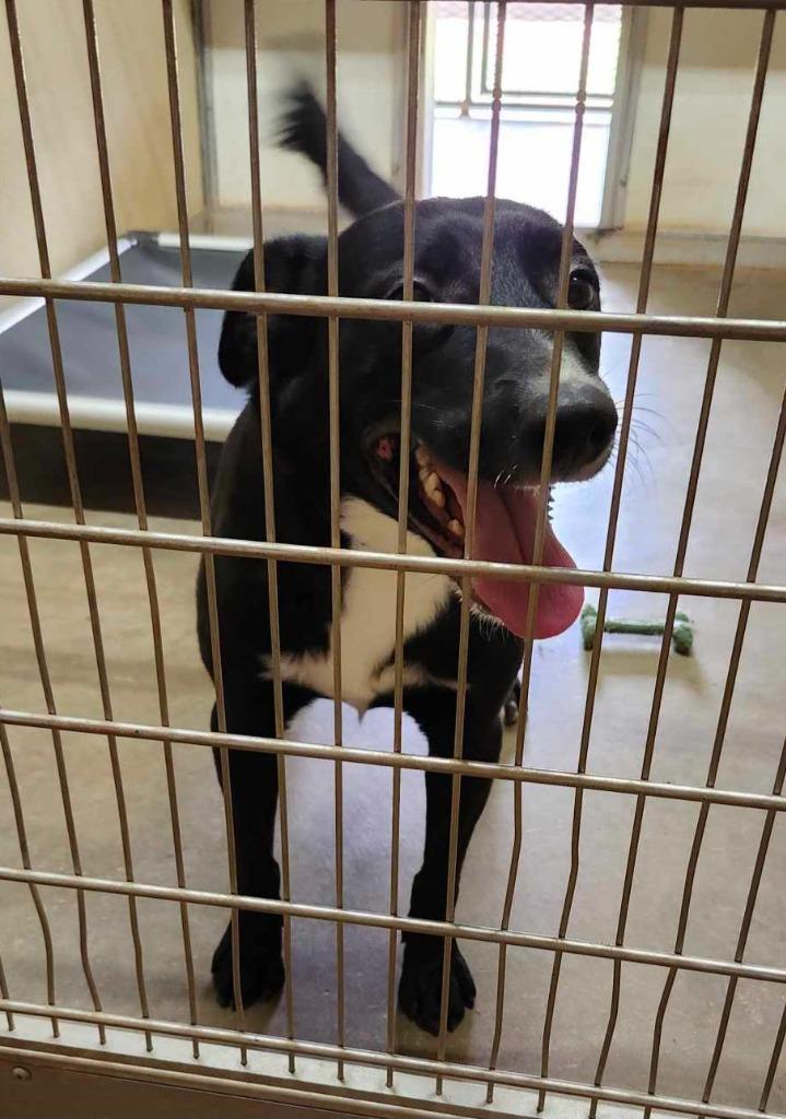 Enlarge Jack, a Adoptable mixed breed in Tucumcari, NM image 1/1