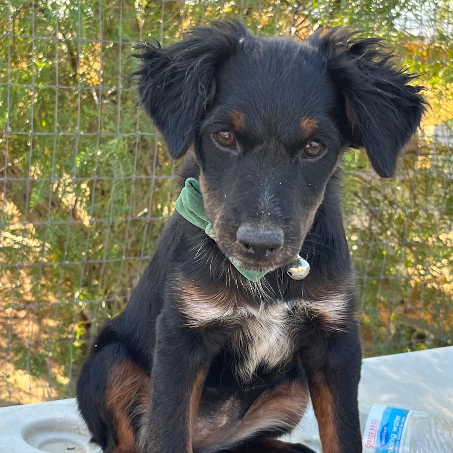 Enlarge Amy, a Adoptable mixed breed in Indio, CA image 2/4