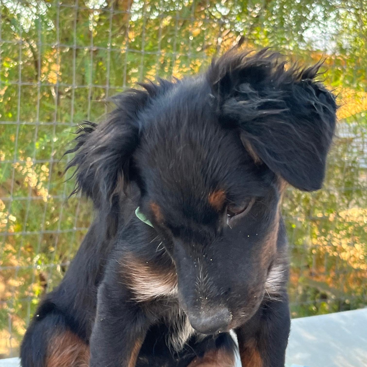 Enlarge Amy, a Adoptable mixed breed in Indio, CA image 3/4
