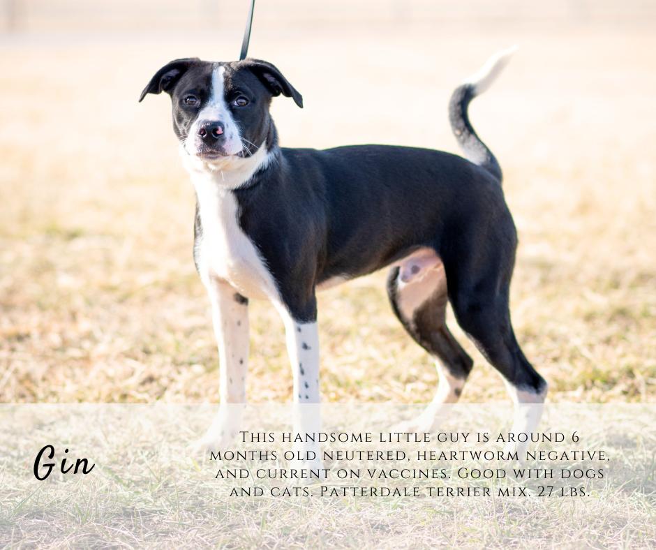 Enlarge Gin, a ADOPTABLE mixed breed in Junction City, KS image 1/1