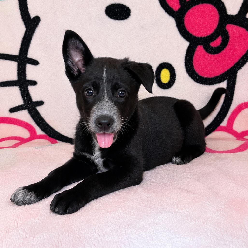 Lena, Adoptable, Puppy Female Australian Cattle Dog / Blue Heeler & German Shepherd Dog.