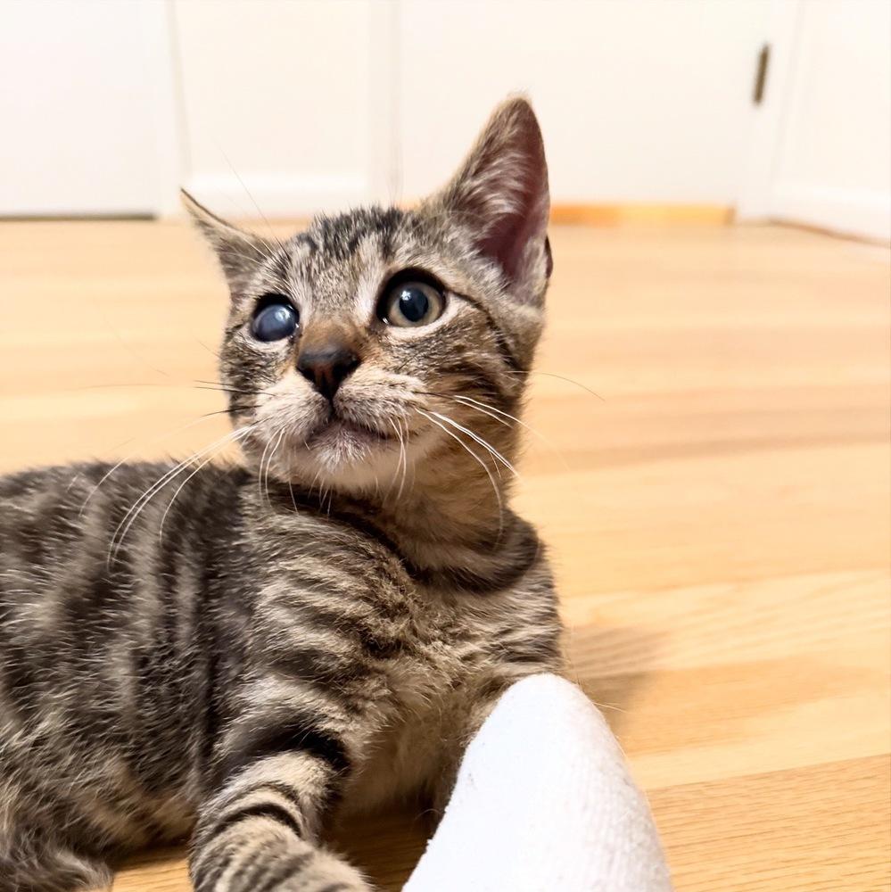 Popeye, Adopted, Kitten Male Domestic Short Hair.