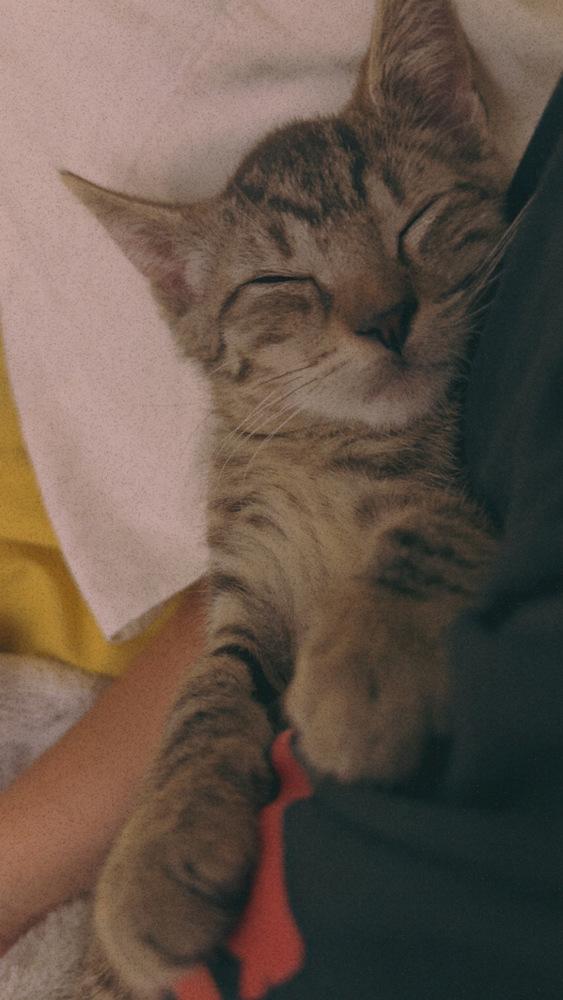 Enlarge Popeye, a Adopted Domestic Short Hair in Westwood, NJ image 2/5