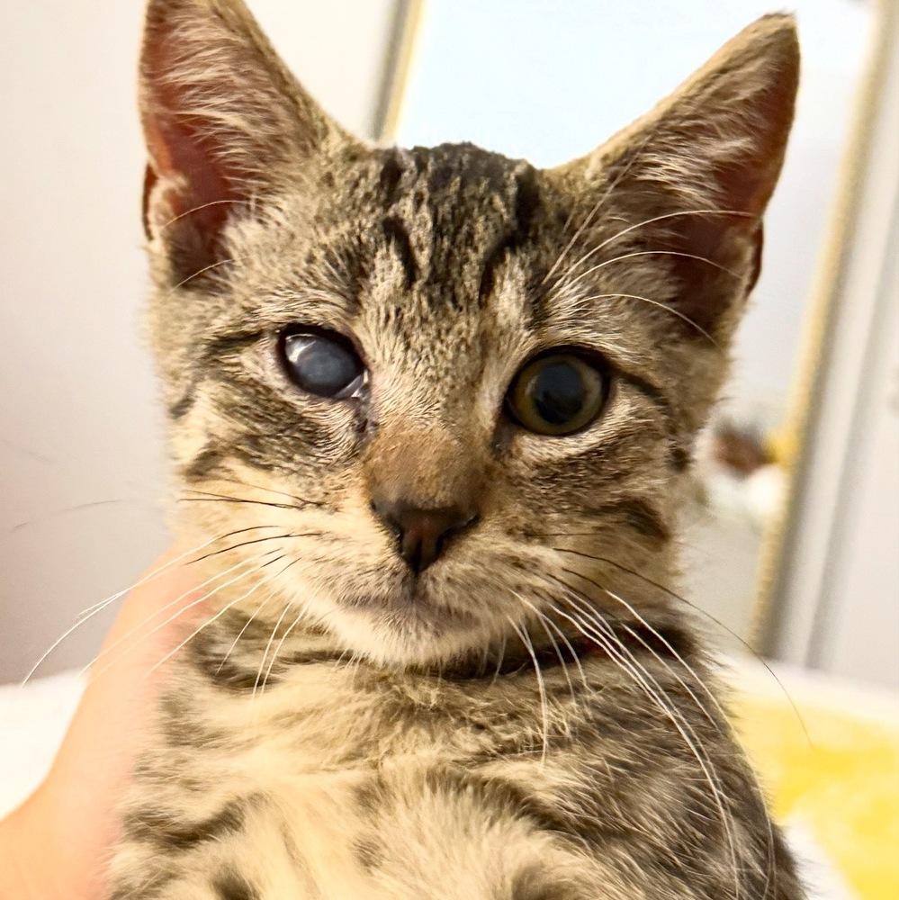 Enlarge Popeye, a Adopted Domestic Short Hair in Westwood, NJ image 4/5