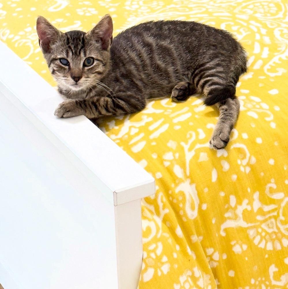 Enlarge Popeye, a Adopted Domestic Short Hair in Westwood, NJ image 5/5