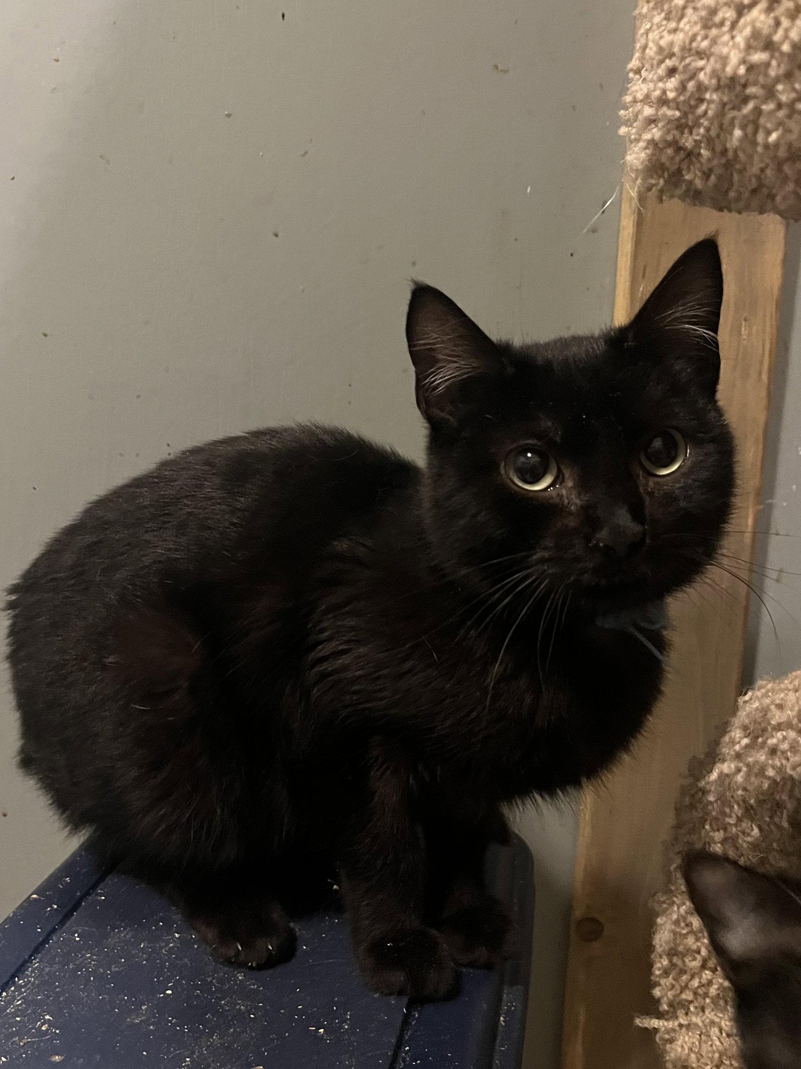 Enlarge Midnight, a Adoptable Domestic Short Hair in Zimmerman, MN image 1/1
