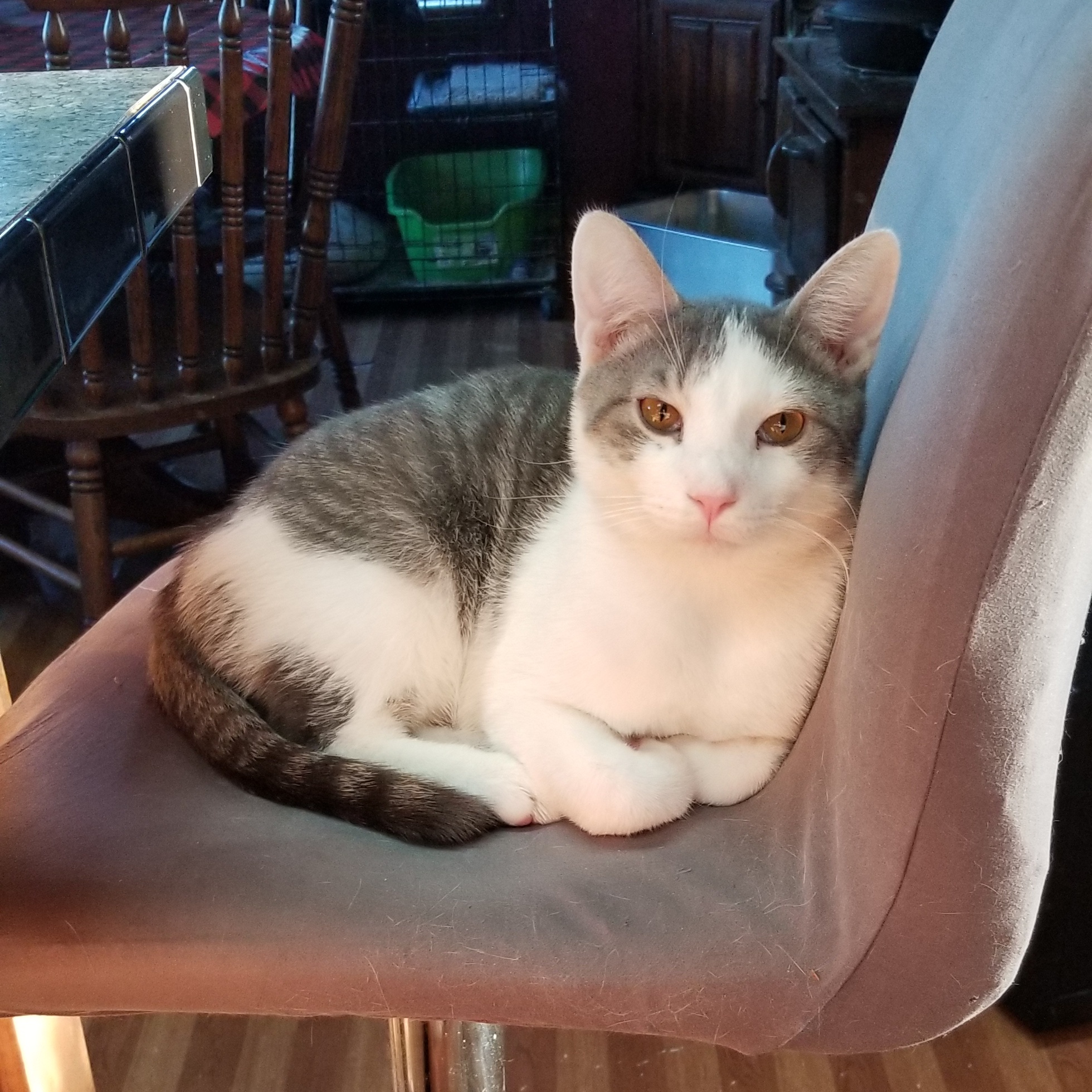 Enlarge Archie, a Adoptable mixed breed in Hartford, KY image 1/1