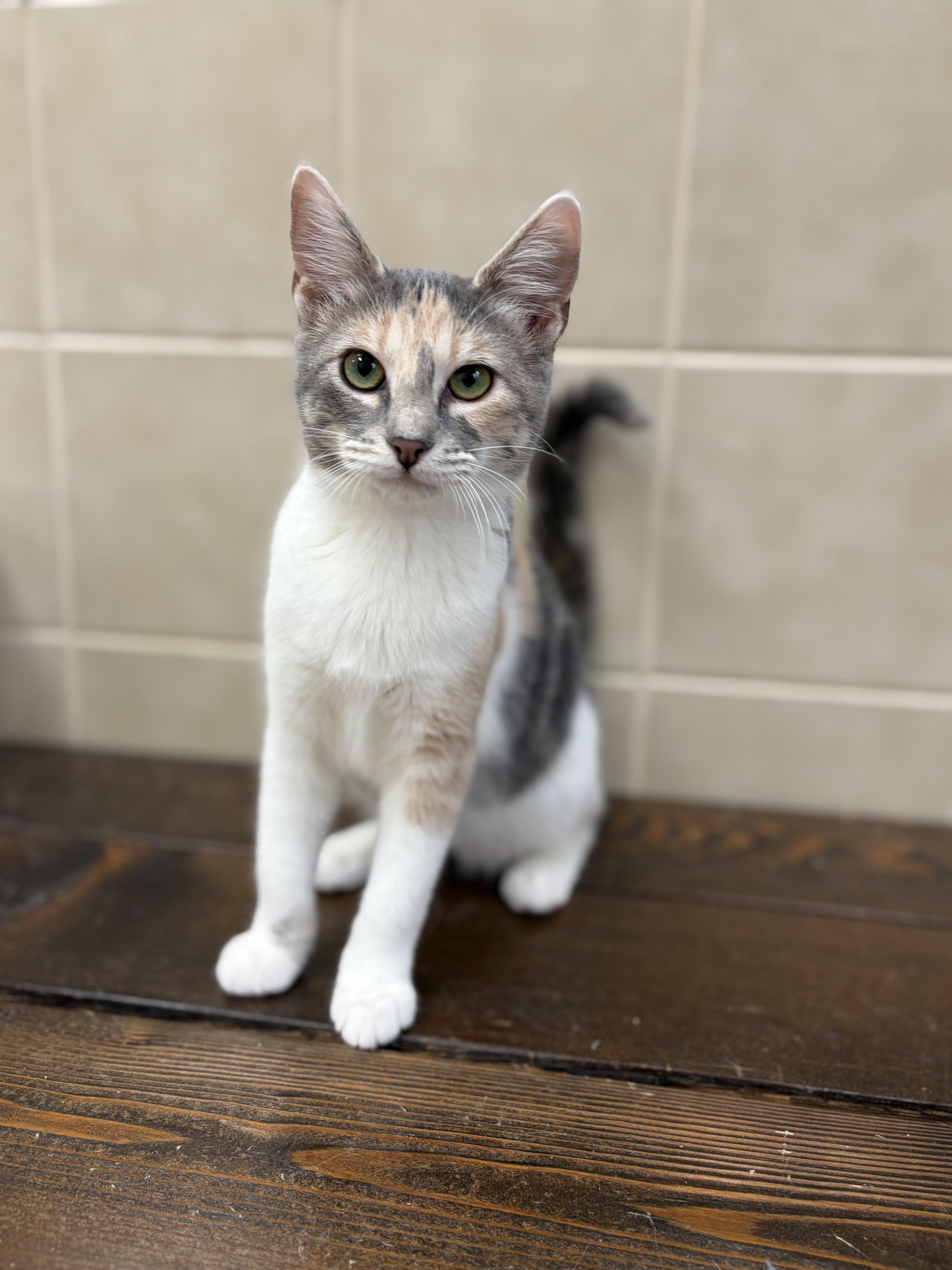 Enlarge Adele, a Adopted Calico in Kerrville, TX image 1/1