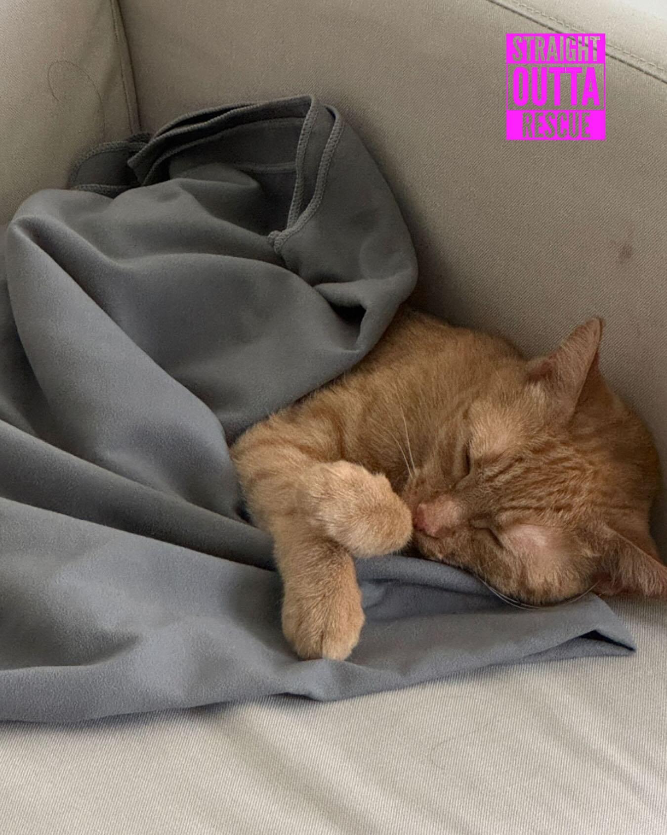 Velma, an adoptable Domestic Short Hair in Vancouver, BC, V6K 1P8 | Photo Image 1