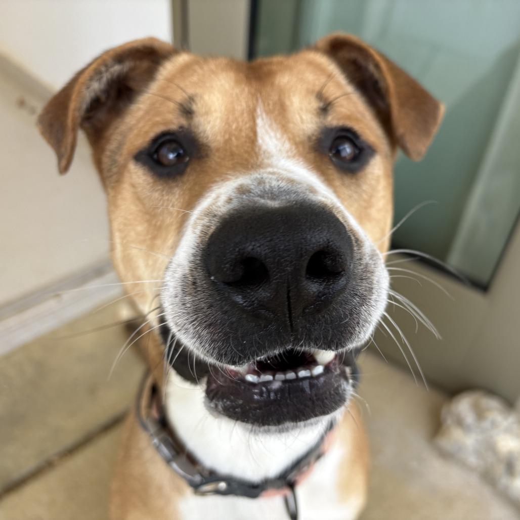 Silas, a Adoptable Mixed Breed in Bentonville, AR image 2/6