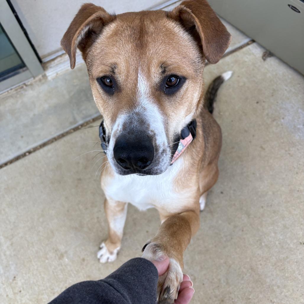 Silas, a Adoptable Mixed Breed in Bentonville, AR image 3/6