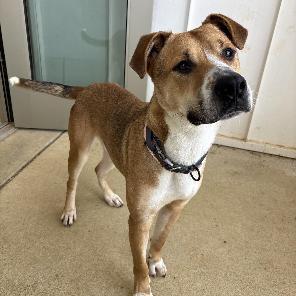 Silas, a Adoptable Mixed Breed in Bentonville, AR image 4/6