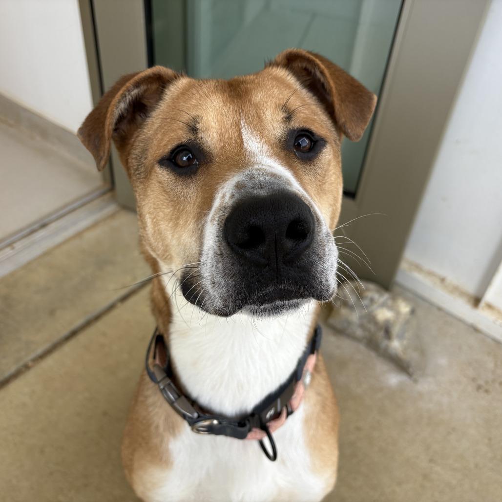 Silas, a Adoptable Mixed Breed in Bentonville, AR image 5/6