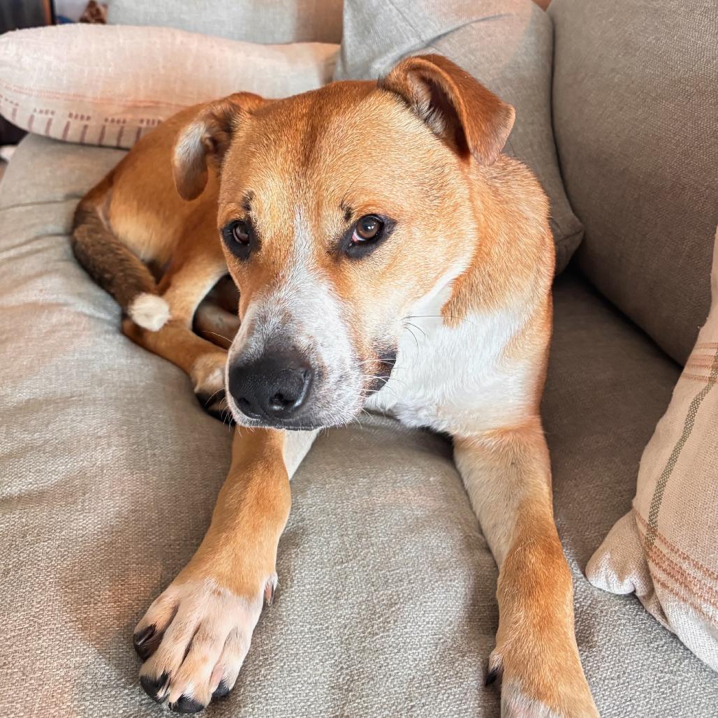 Enlarge Silas, a Adoptable Mixed Breed in Bentonville, AR image 6/6