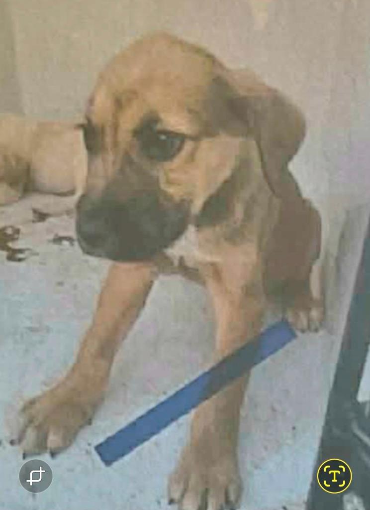 Sheldon — thumbnail 2