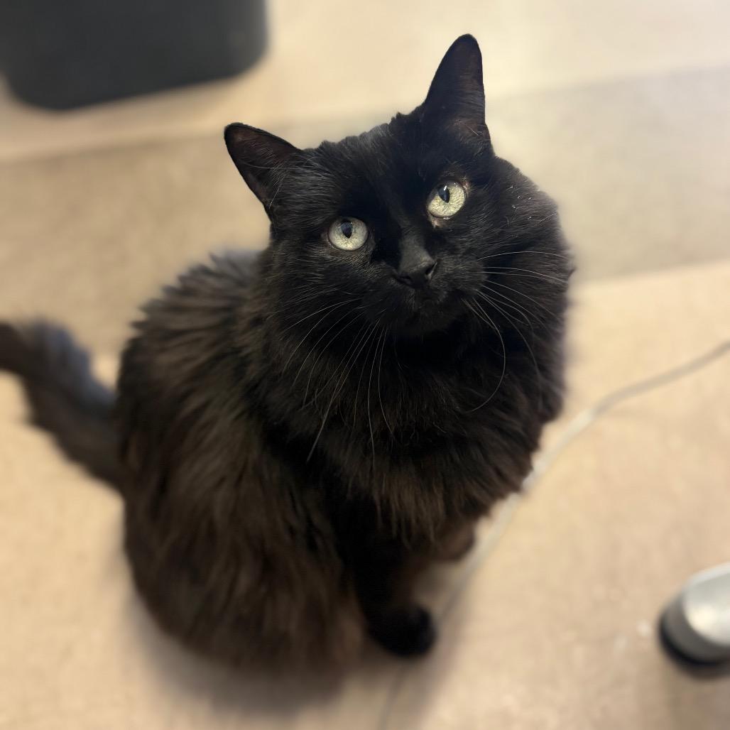 Zazu Shadow Saphire, Adoptable, Senior Female Domestic Long Hair.