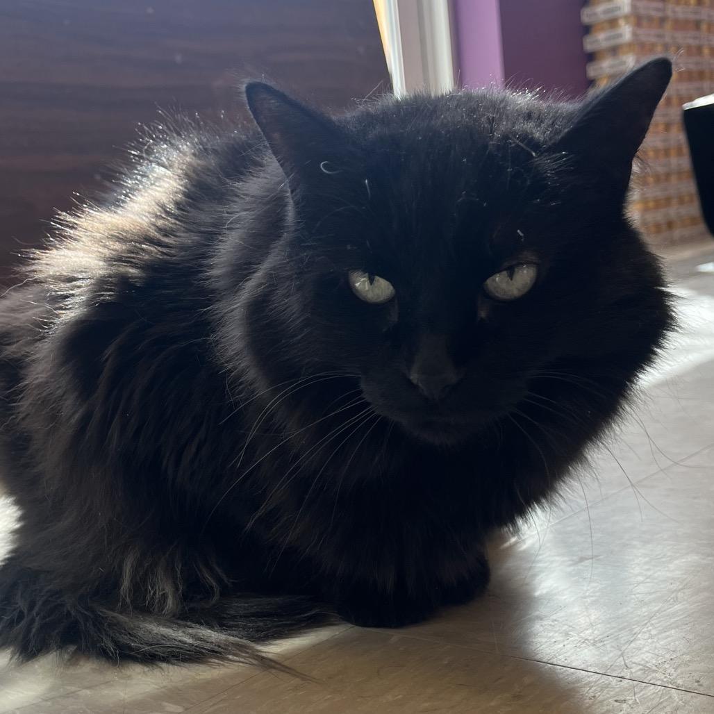 Enlarge Zazu Shadow Saphire, a Adoptable Domestic Long Hair in Chicago, IL image 2/2