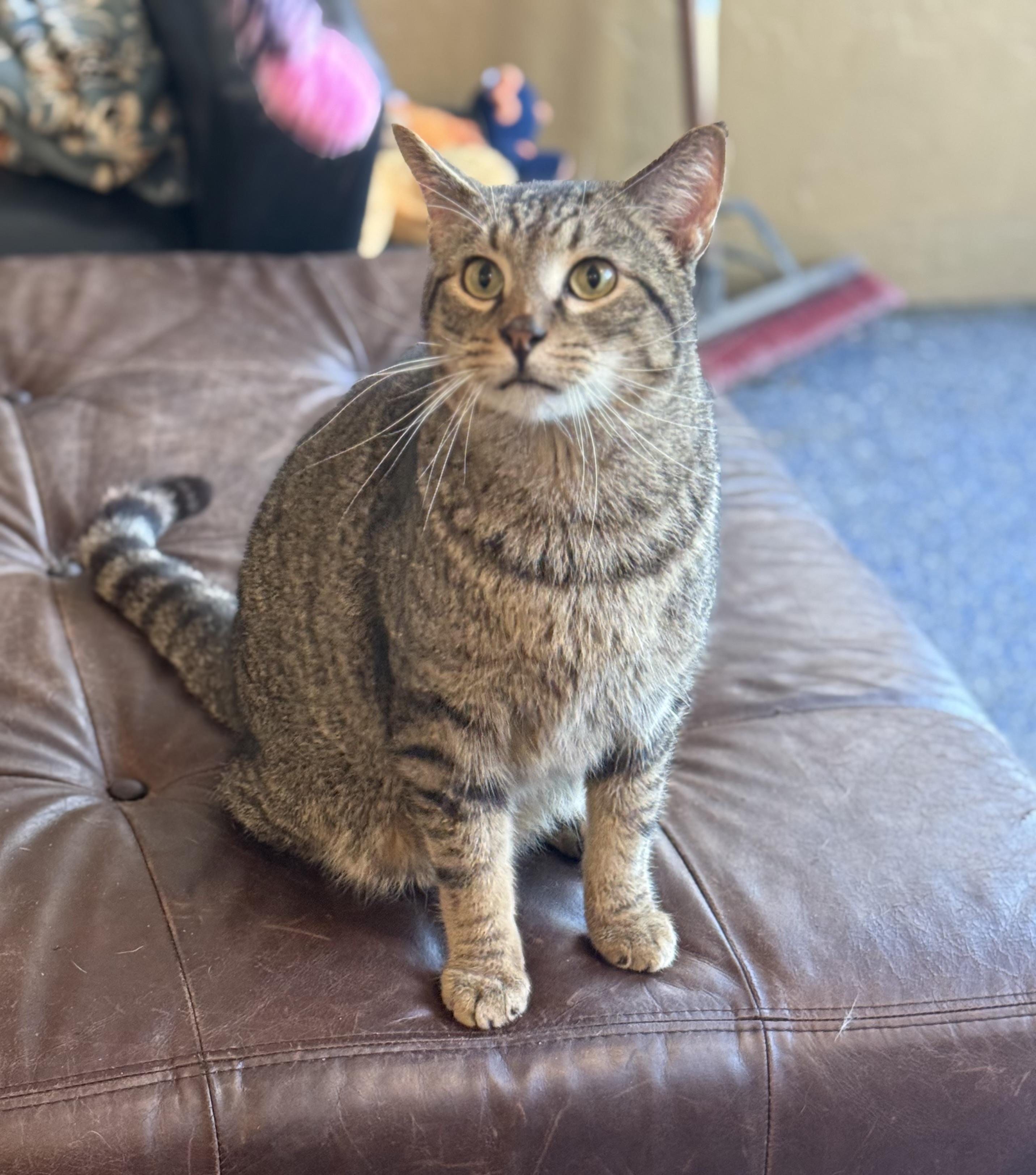 Luciano , ADOPTABLE, Adult Male Domestic Short Hair & Tabby.
