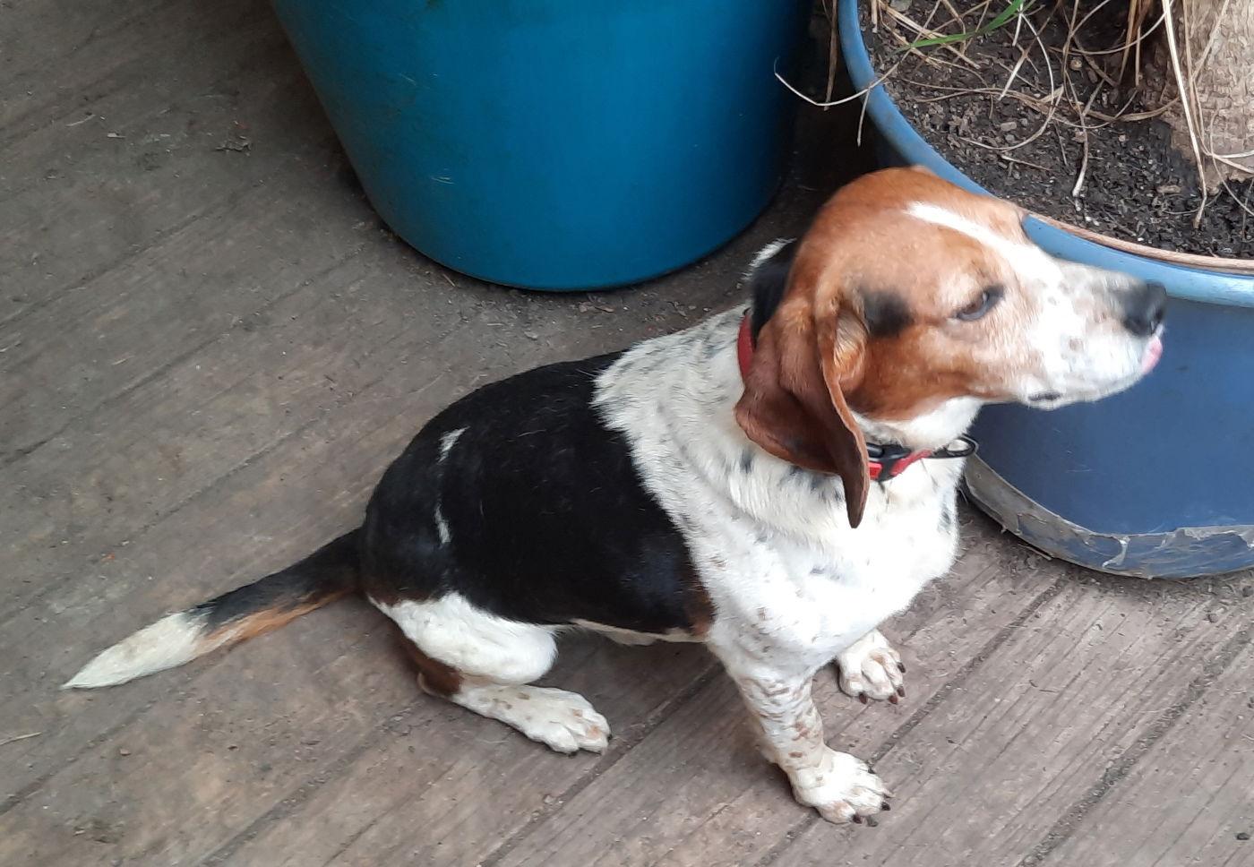 Hunter, a Adoptable Beagle in Mcconnelsville, OH image 3/3