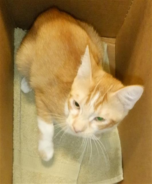 Enlarge A1383586, a Adoptable Domestic Short Hair in San Jose, CA image 1/1