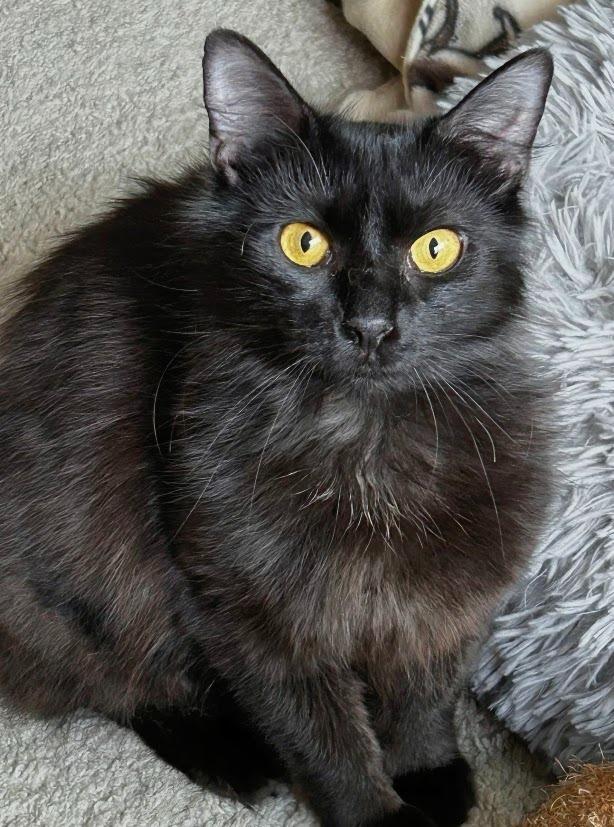 Enlarge Gwendolyn26, a Adoptable mixed breed in Youngsville, NC image 2/4