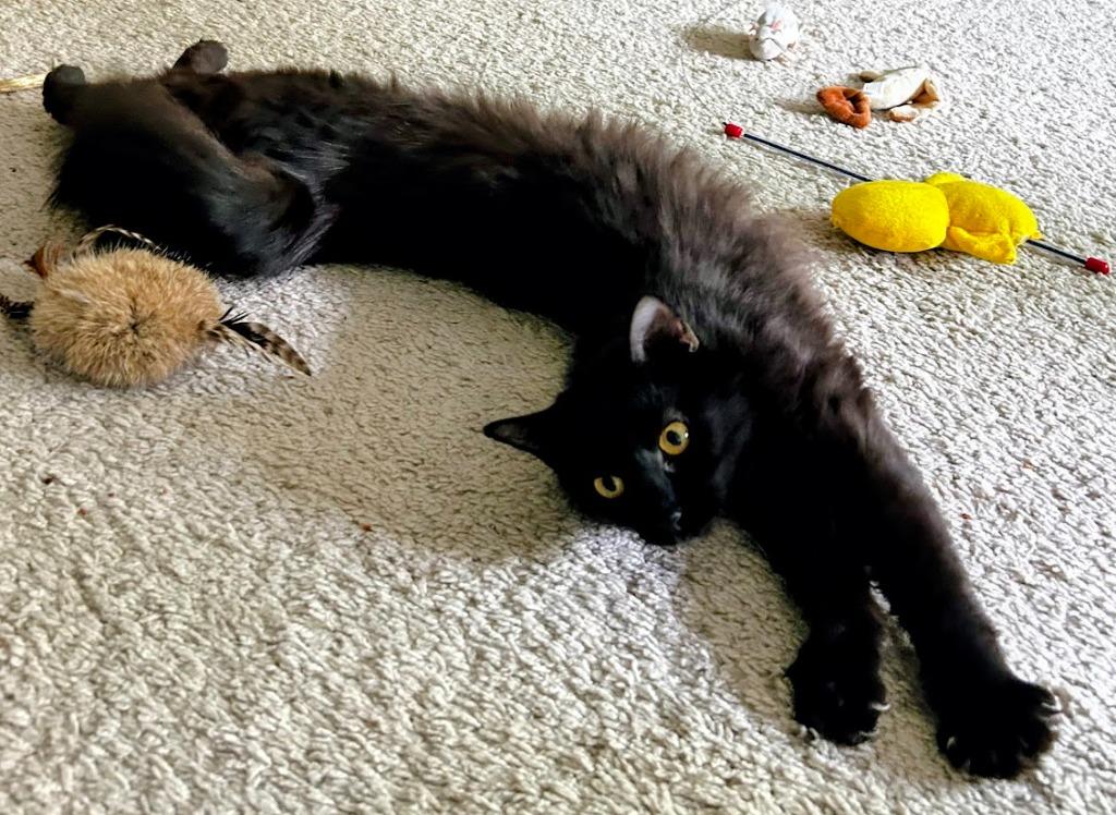 Enlarge Gwendolyn26, a Adoptable mixed breed in Youngsville, NC image 3/4