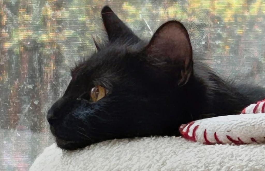 Enlarge Gwendolyn26, a Adoptable mixed breed in Youngsville, NC image 4/4