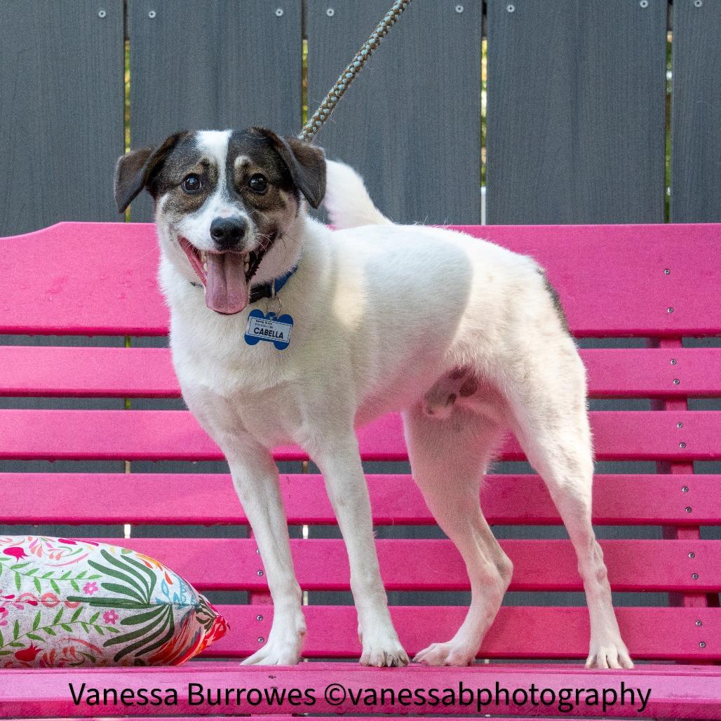 Enlarge Finn, a Adoptable Terrier in Wake Forest, NC image 1/6