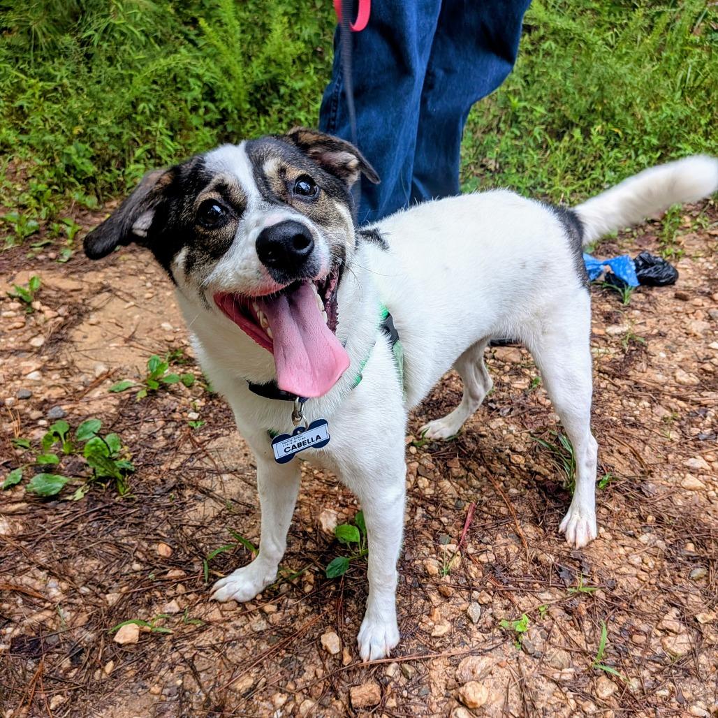 Enlarge Finn, a Adoptable Terrier in Wake Forest, NC image 2/6