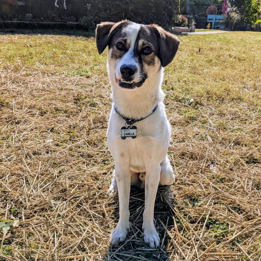 Enlarge Finn, a Adoptable Terrier in Wake Forest, NC image 3/6