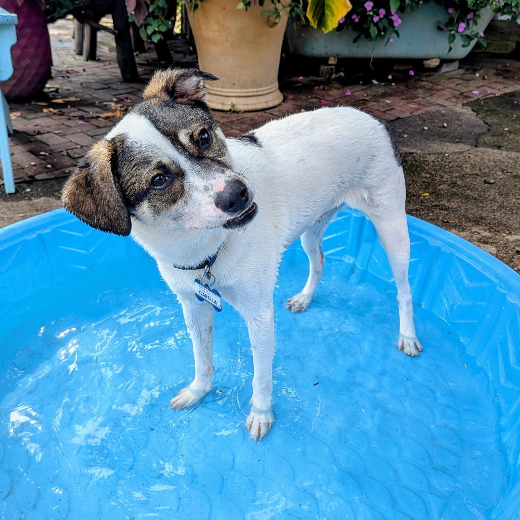 Enlarge Finn, a Adoptable Terrier in Wake Forest, NC image 4/6