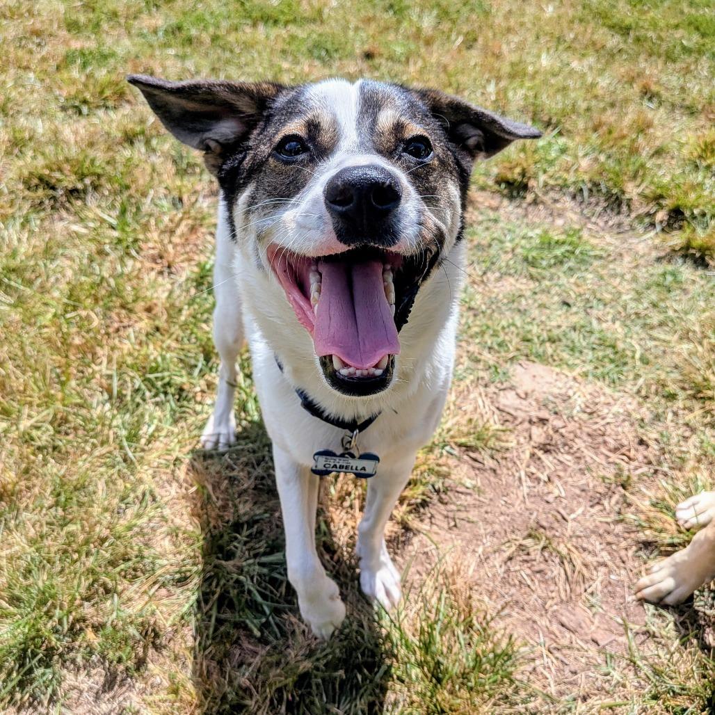 Enlarge Finn, a Adoptable Terrier in Wake Forest, NC image 5/6