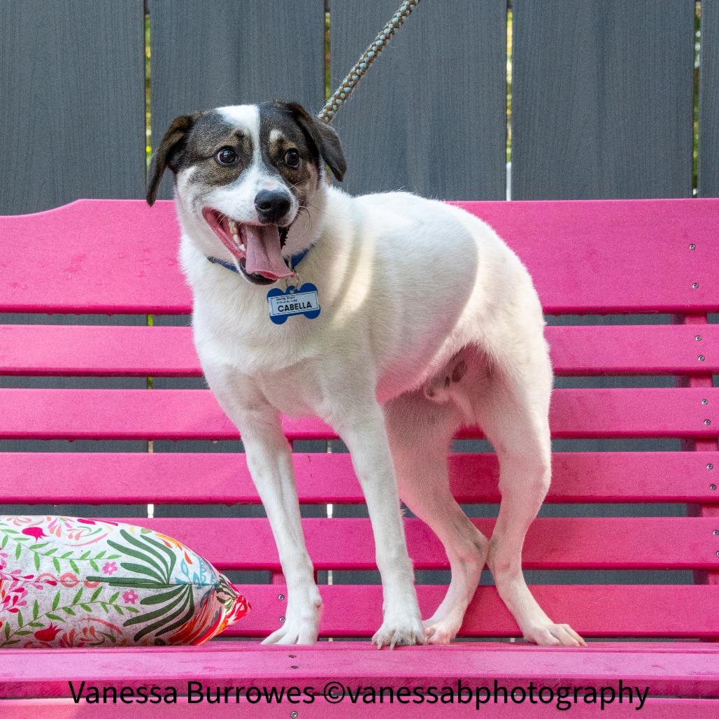 Enlarge Finn, a Adoptable Terrier in Wake Forest, NC image 6/6