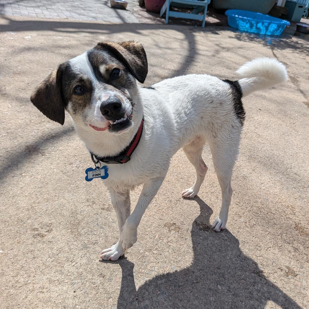Enlarge Finn, a Adoptable Terrier in Wake Forest, NC image 6/6