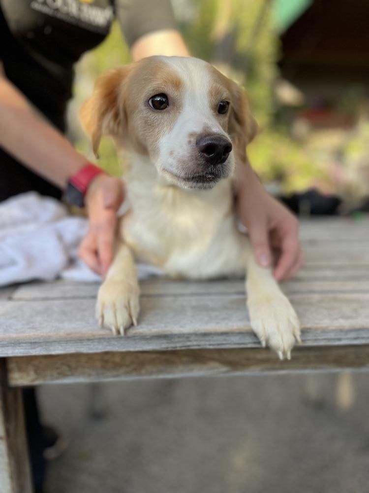 Enlarge Pebbles, a Adoptable mixed breed in los angeles, CA image 1/4