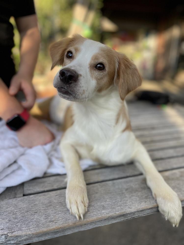Enlarge Pebbles, a Adoptable mixed breed in los angeles, CA image 2/4